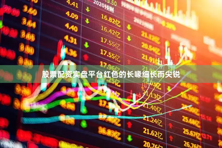 股票配资实盘平台红色的长喙细长而尖锐